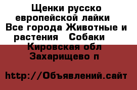 Щенки русско европейской лайки - Все города Животные и растения » Собаки   . Кировская обл.,Захарищево п.